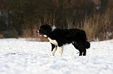 BORDER COLLIE 1135